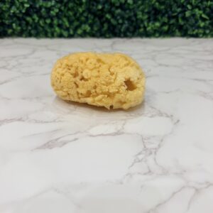 Dead Sea Sponge